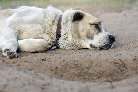 狗在睡觉摄影照片_一只孤独、悲伤的狗正在睡觉，被拴在乡村院子旁边的链子上