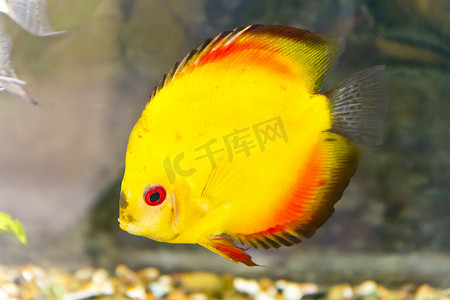 瘢痕疙瘩摄影照片_水族馆中的 Symphysodon aequifasciata haraldi