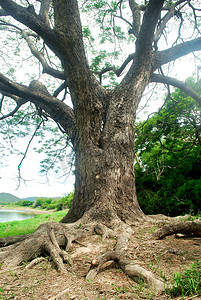 枝叶茂盛的大树摄影照片_大树。