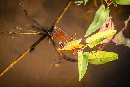 蜻蜓抓住干树枝并复制空间。蜻蜓在大自然中。