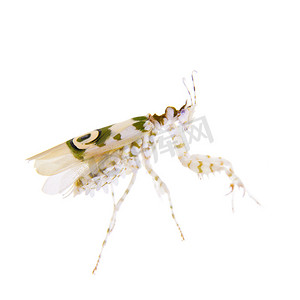 多刺的花螳螂， Pseudocreobotra wahlbergii，在白色