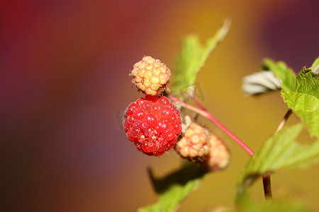 野生红浆果果实特写现代植物背景悬钩子家族蔷薇科高品质大尺寸食用印刷品