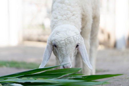 特写白羊在农场吃草，有选择的焦点