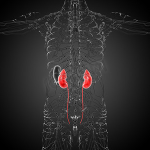 3d 渲染人体肾脏的医学插图