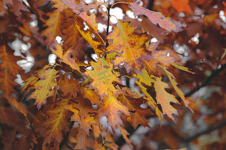 秋天公园里色彩缤纷的树叶。