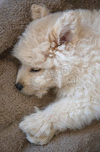一只奶油色长卷毛狗小狗睡在柔软的沙发上