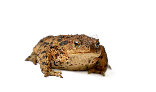 常见的真正蟾蜍或青蛙，身体呈棕色，干燥粗糙的皮肤上有黑点标记，隔离在白色背景上，有复制空间。