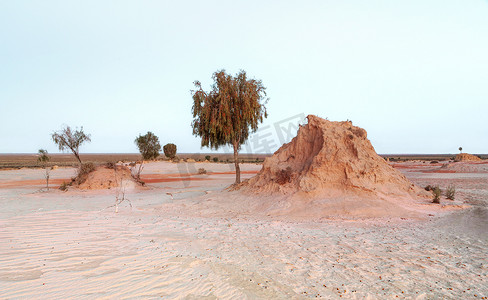 澳大利亚沙漠中的土丘支撑着周围唯一的树木