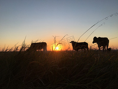 日落时牛和牛放牧和吃草的剪影