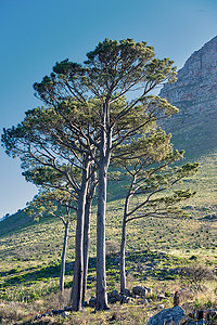 观花植物摄影照片_高大的孤立树木，周围环绕着植物和鲜花，在夏季阳光明媚的日子里，可以看到山峰的背景。