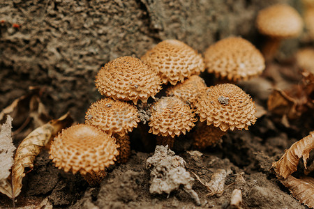 小黄伞摄影照片_秋季落叶中的小真菌黄伞。