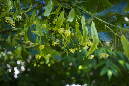 椴树摄影照片_椴树、菩提树、椴木或菩提树，开花未开。