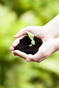 土壤中的小植物、新生命或园艺概念