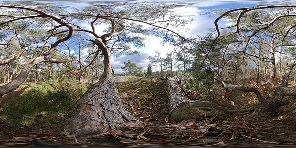 松林树木和树枝，蓝天，360 VR
