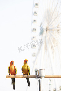 木条上的太阳锥鹦鹉鸟，背景上有模糊的巨轮