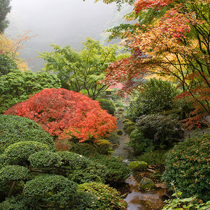 秋天日本花园里的小溪