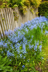 在私人后院或僻静的家庭花园的绿色灌木上生长和开花的常见蓝铃花的景观。