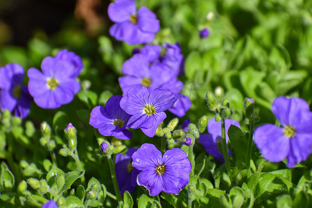 春天绿叶下美丽的浅紫蓝色 aubretia 花的近景