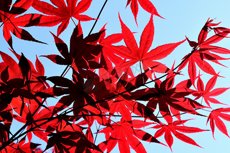 日本鸡爪槭的红叶特写