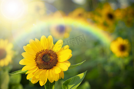软焦点向日葵与彩虹，选择性聚焦模糊背景。