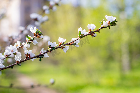 春天阳光明媚的日子里，樱花开着白色的花瓣。粉色樱花树枝的特写。