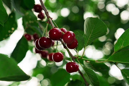 成熟的红樱桃果实重在树枝上