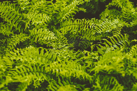 关闭绿色蕨叶抽象树植物自然背景。