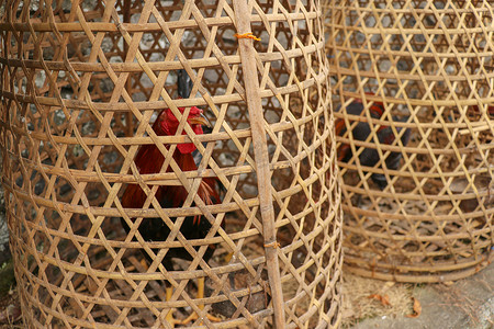 竹制柳条篮中的棕色斗鸡。