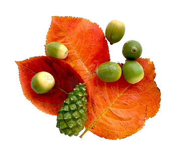 秋叶橙红，松绿锥，橡子，白色背景。