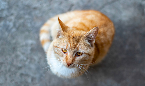坐在地板上的一只红色条纹的小猫抬起头来要食物。