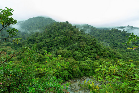 敲击塔摄影照片_哥斯达黎加塔帕蒂国家公园的雨林