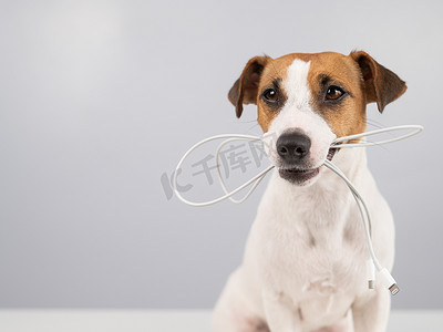 杰克罗素梗犬在白色背景上用牙齿咬住一根 c 型电缆。