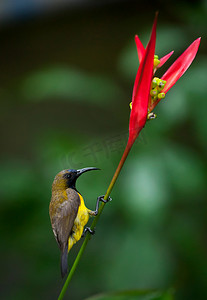 橄榄背太阳鸟 (Cinnyris jugularis )