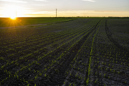 在美丽温暖的阳光下，一片肥沃的土地上，一排排年轻的玉米植株上有黑色的土壤。
