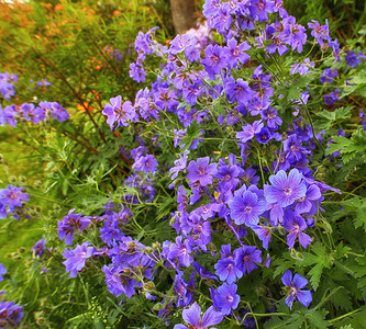 观花植物摄影照片_植物园中草甸天竺葵花朵盛开的顶视图。