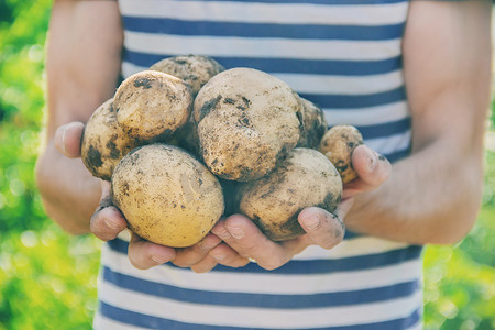 胡萝卜土豆摄影照片_男性土豆手中的有机自制蔬菜。