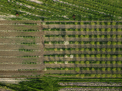 农村绿色麦田的鸟瞰图。