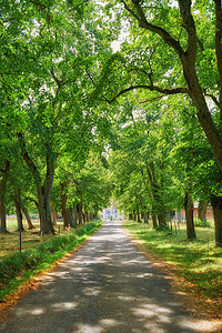 在法国乡村阳光明媚的日子里，街道穿过生长在绿色乡村的宁静树木，靠近一条笔直的道路。