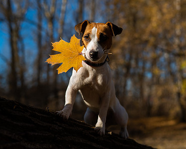 杰克罗素梗犬傍晚在秋天的森林里散步。