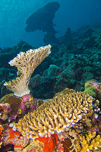 珊瑚礁建筑，南阿里环礁，马尔代夫