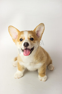 柯基萌宠背景摄影照片_白色背景上的可爱小狗柯基彭布罗克