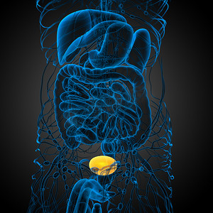 膀胱的 3d 渲染医学插图