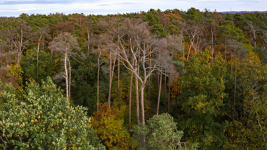 病了摄影照片_德国秋季绿色混交林中病态棕色树木的空中全景