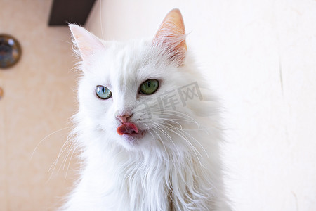 白色毛茸茸的猫舔肖像特写