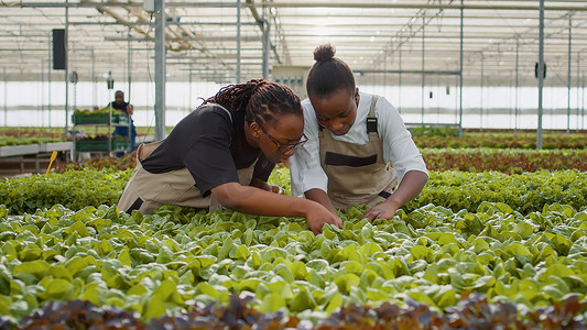 两名非洲裔美国妇女正在检查准备收获的生菜，看着叶子进行质量控制