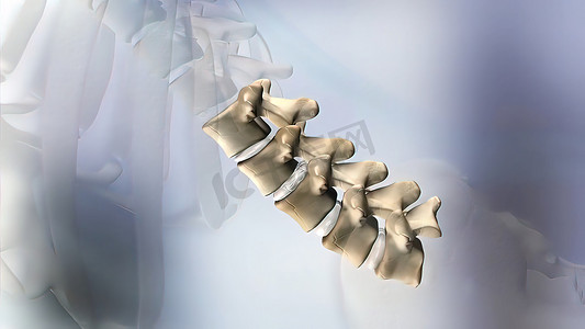 透明人体腰椎解剖学的 3D 医学 3D 插图