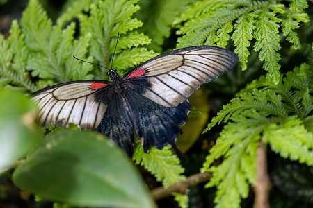 奥特曼相信光摄影照片_东南亚大摩门蝴蝶。