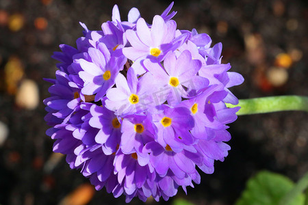 报春花或报春花是希瑟目报春花科的植物属。