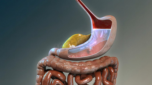吸收甲醛摄影照片_胃肠道营养吸收的生理学考虑