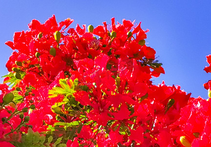 红色凤凰摄影照片_美丽的热带火焰树红色花朵艳丽的墨西哥凤凰。